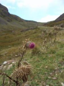 Scottish Thistle