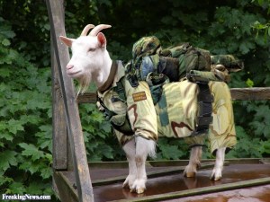 British-Army-Goat--100768