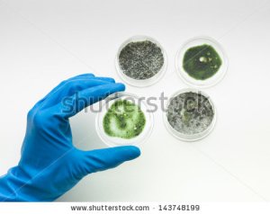 stock-photo-aerial-view-of-a-hand-in-a-blue-rubber-glove-holding-a-specimen-of-green-mold-in-a-petri-dish-with-143748199